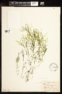 Potamogeton foliosus image