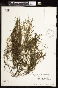 Potamogeton foliosus image
