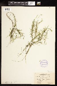 Potamogeton foliosus image