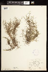 Potamogeton foliosus image