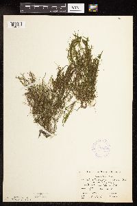 Potamogeton foliosus image