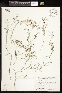 Potamogeton foliosus image