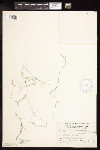 Potamogeton foliosus image