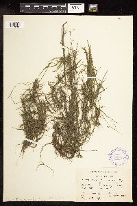 Potamogeton foliosus image