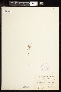 Potamogeton foliosus image
