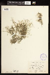 Potamogeton foliosus image