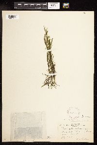 Potamogeton foliosus image