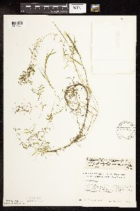 Potamogeton foliosus image