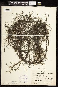 Potamogeton foliosus image