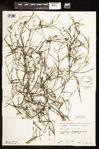 Potamogeton foliosus image