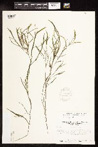 Potamogeton foliosus image