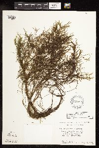 Potamogeton foliosus image