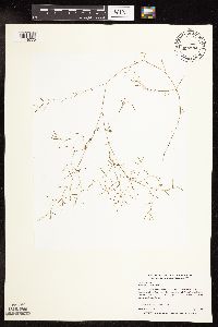 Potamogeton foliosus image