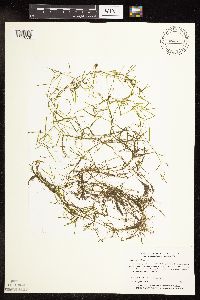 Potamogeton foliosus image