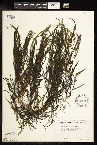 Potamogeton foliosus image