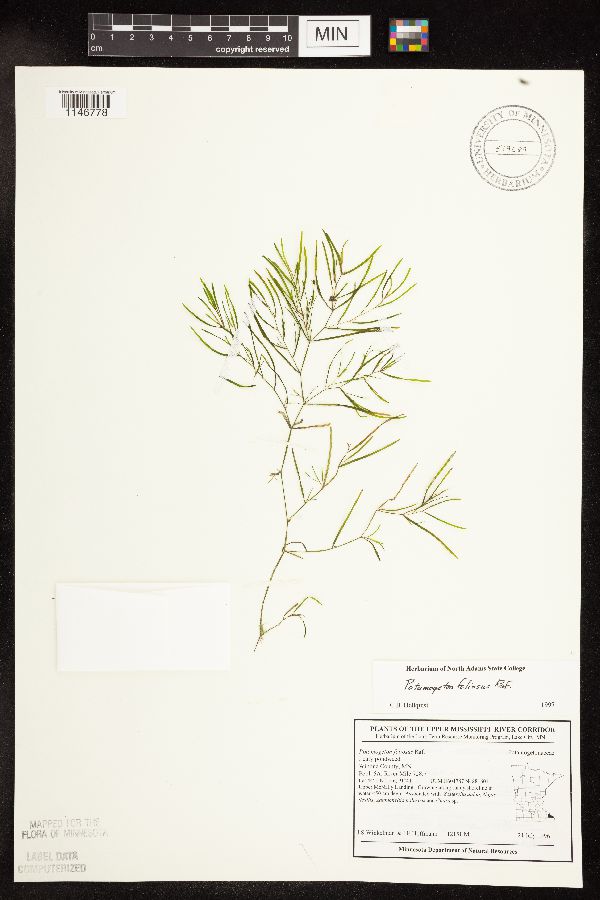 Potamogeton foliosus image