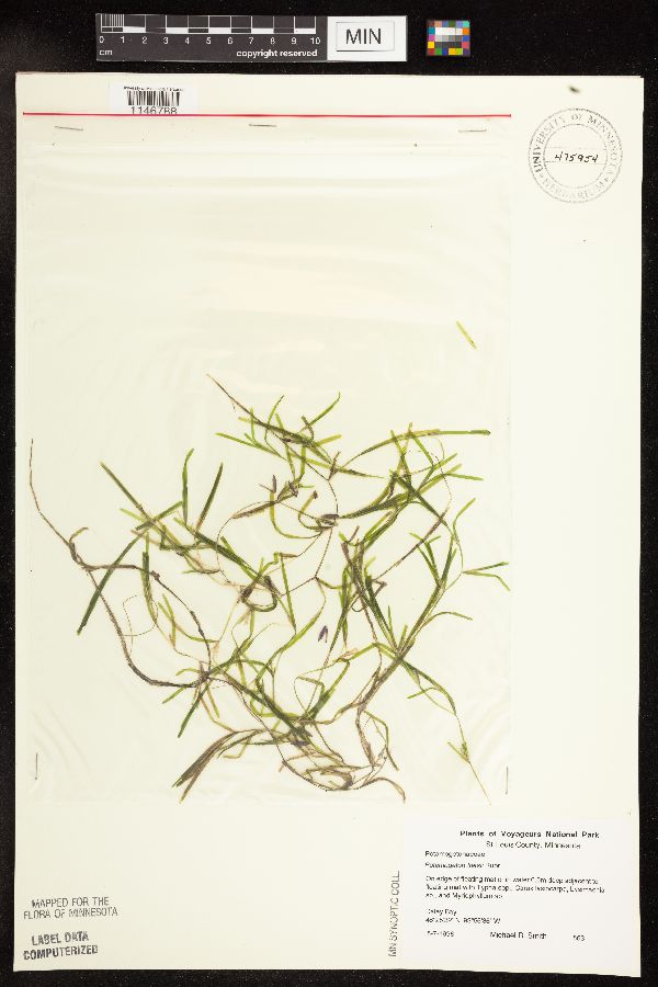 Potamogeton friesii image