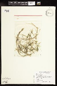 Potamogeton friesii image