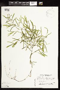 Potamogeton friesii image