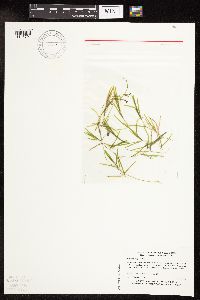 Potamogeton friesii image