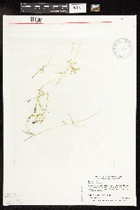 Potamogeton friesii image