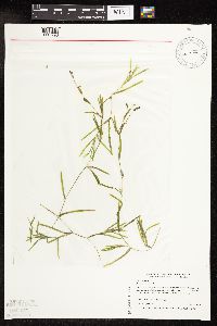 Potamogeton friesii image