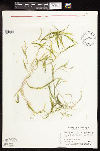 Potamogeton friesii image