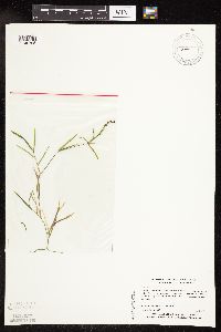 Potamogeton friesii image