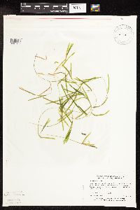 Solidago hispida image
