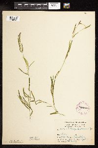 Potamogeton friesii image