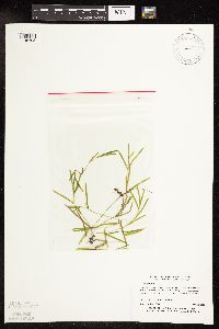 Potamogeton friesii image