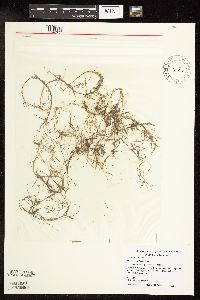 Potamogeton friesii image