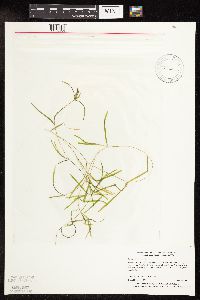 Potamogeton friesii image