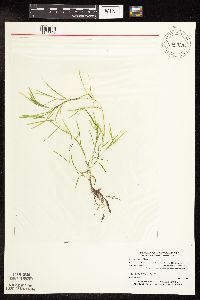 Potamogeton friesii image