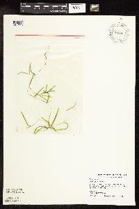Potamogeton friesii image