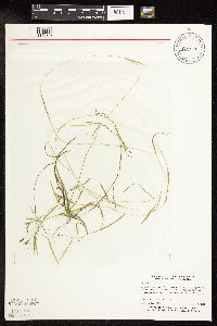 Potamogeton friesii image