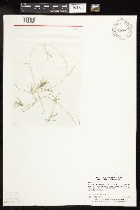 Potamogeton friesii image