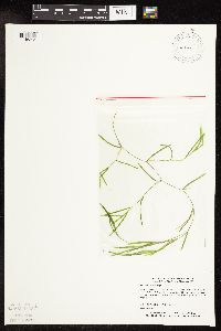 Potamogeton friesii image