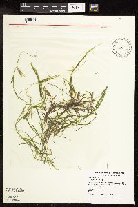 Potamogeton friesii image