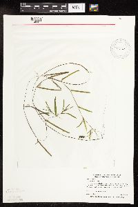 Potamogeton friesii image