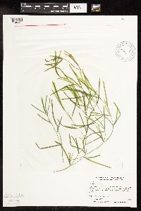Potamogeton friesii image