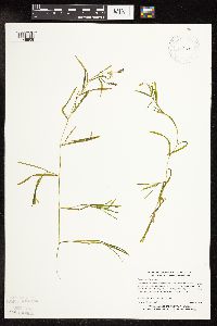 Potamogeton friesii image