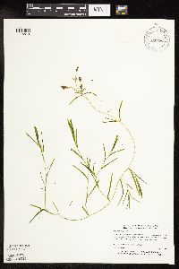 Potamogeton friesii image