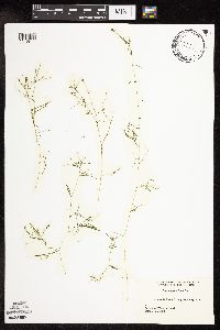 Potamogeton friesii image