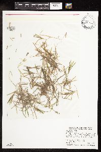 Potamogeton friesii image