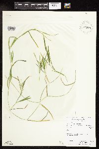 Potamogeton friesii image