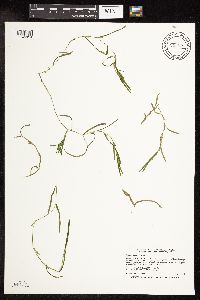 Potamogeton friesii image