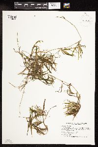 Potamogeton friesii image