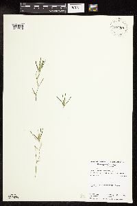 Potamogeton friesii image