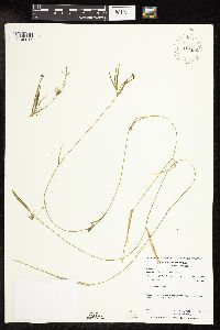 Potamogeton friesii image